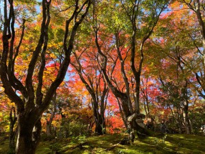 常寂光寺２