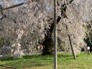 IMG_5463